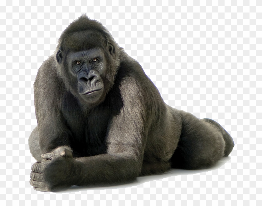 Download Gorilla Png Transparent Images Transparent - Gorilla Transparent Background Clipart@pikpng.com