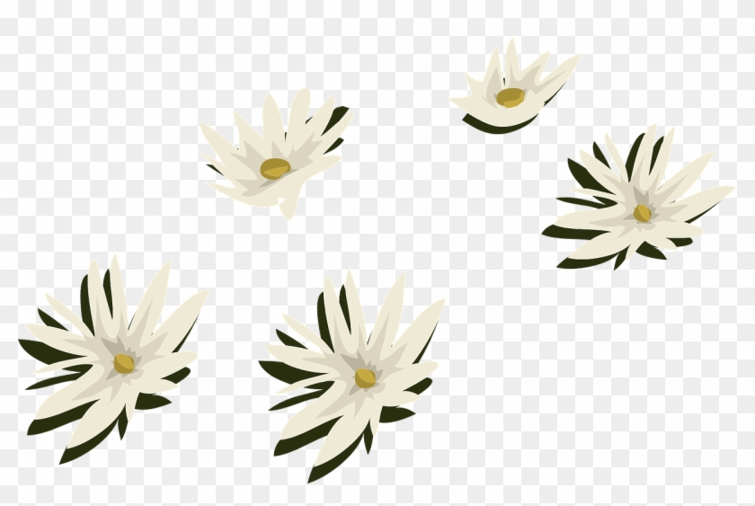 Water Lilies White Flowers Png Image - Plantas De Agua Png Clipart #2522359