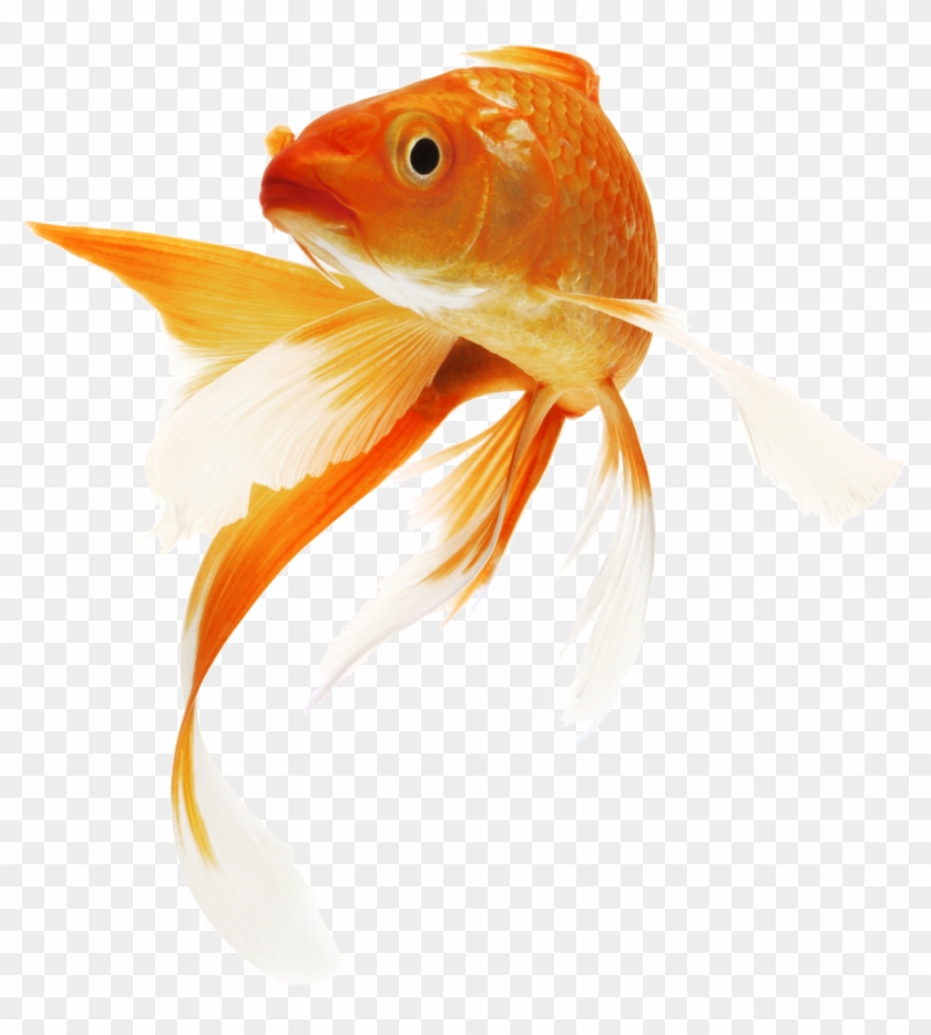 Goldfish Clipart #2523125