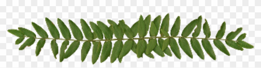 Leaf Divider Png - Moldura Tema De Panda Clipart