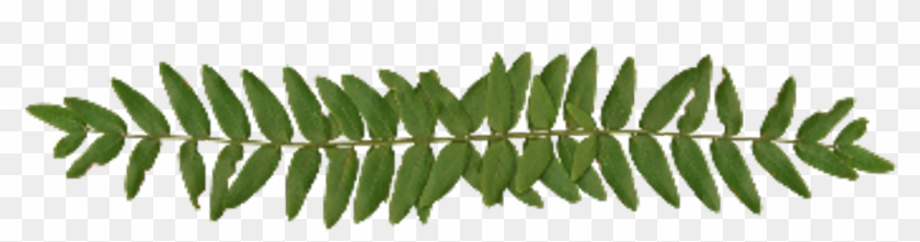 Leaf Divider Png - Moldura Tema De Panda Clipart #2523499