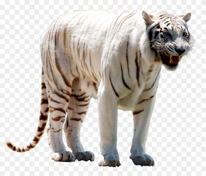 White Tiger Png Photo - Tigre Branco Png Clipart