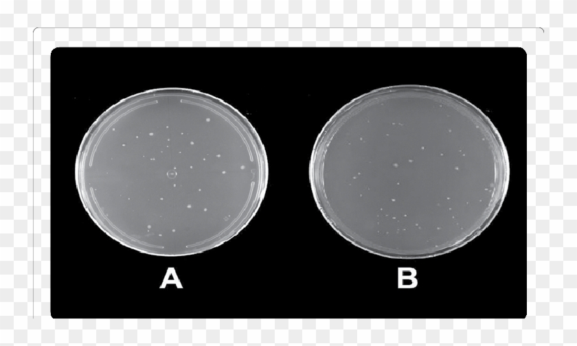 Lack Of Mutagenic Effect Of Tortillas Made From Afb1 - Circle Clipart