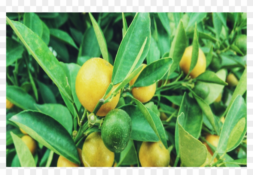 50006 Lemon Tree - Rangpur Clipart #2525267