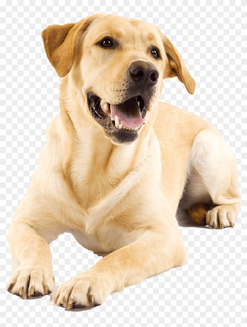 Golden Retriever Puppy - Golden Labrador Clipart