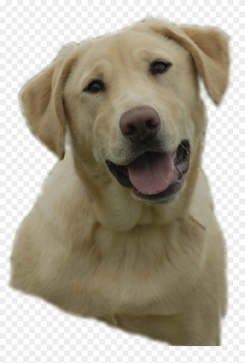 Labrador Retriever Png - Free Clipart Yellow Lab Transparent Png #2525594