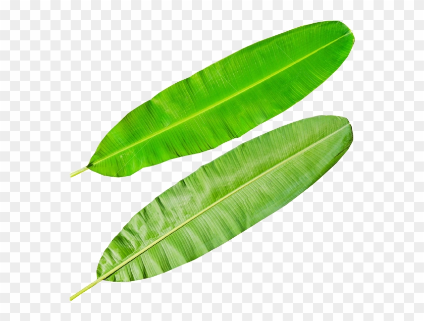 Banana Leaves Png - Leaves Banana Png Clipart #2527519