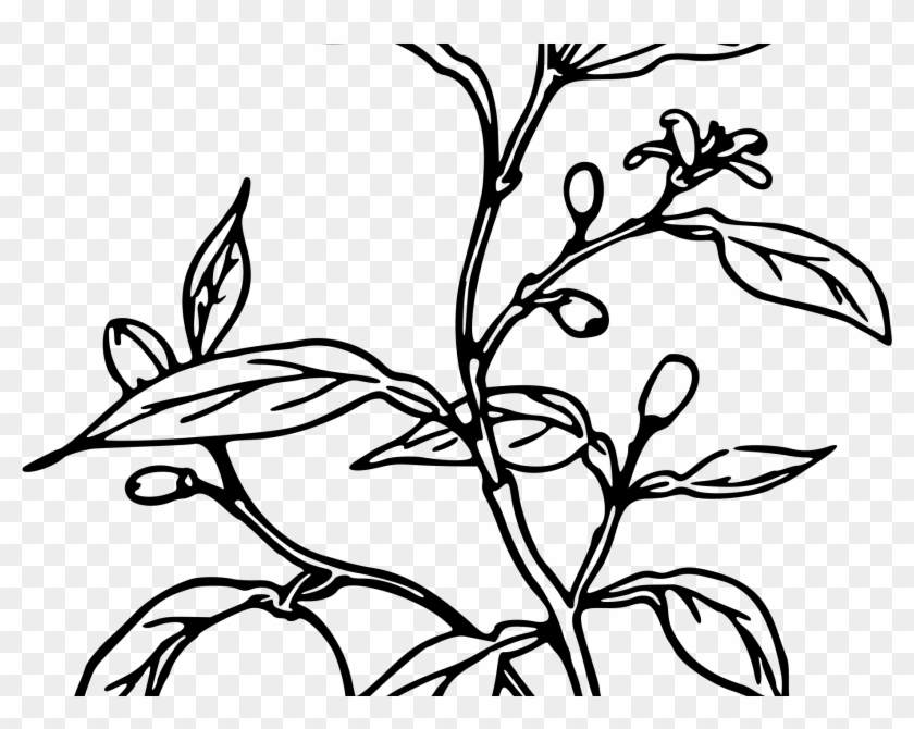 Draw A Lemon Plant Clipart