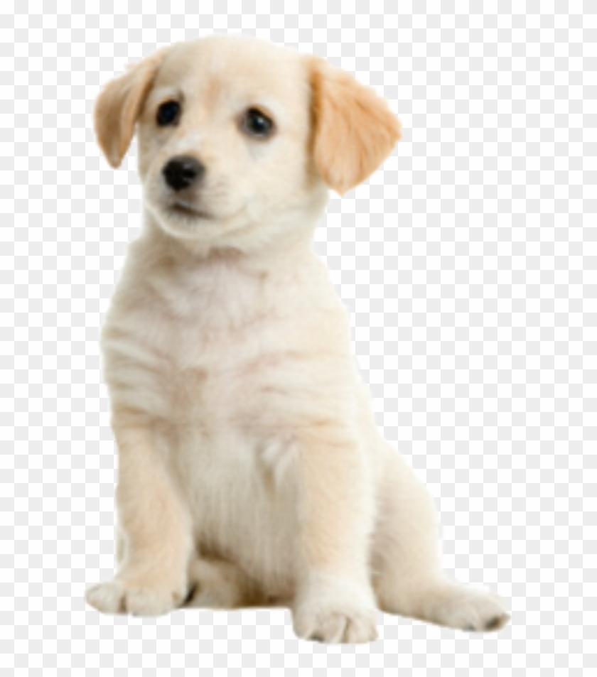 Dog Pup Cute - Png Dog Clipart #2530250
