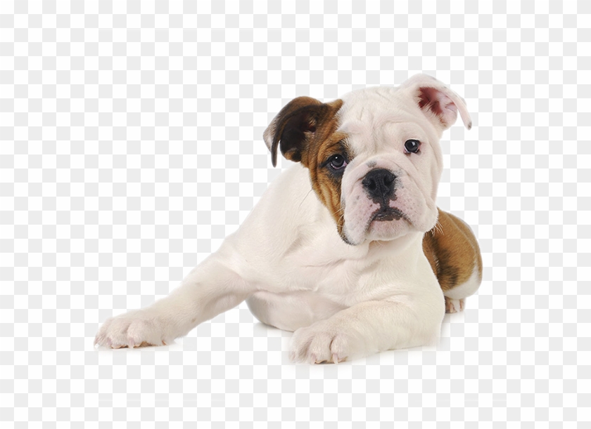 Durango Dog Trainer - Pets Em Fundo Branco Clipart #2530297