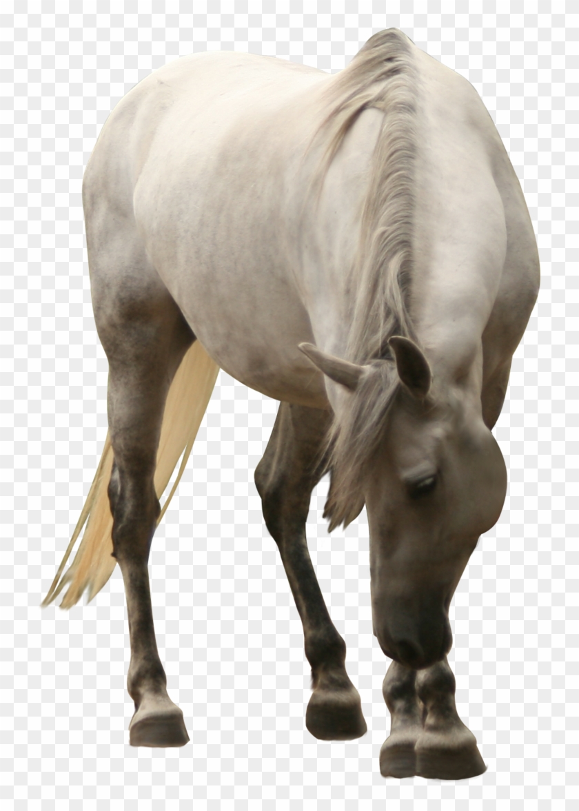White Horse Png Clipart #2530476