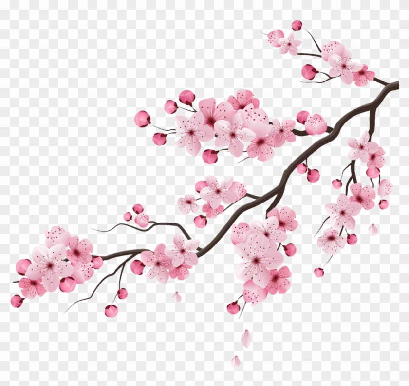 Cherry Cherryblossom Blossom Peachflower Peach Flower - Cherry Blossom Branches Vector Clipart #2531144