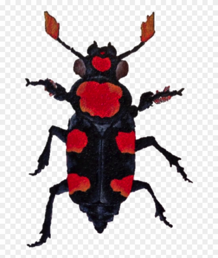 American Burying Beetle Transparent Clipart #2532597