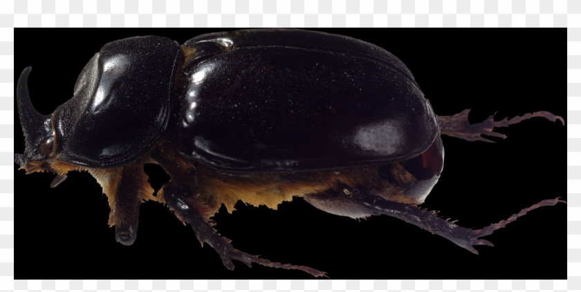Check Out The Complete Collection Of Insect Free Png - Japanese Rhinoceros Beetle Clipart #2532762