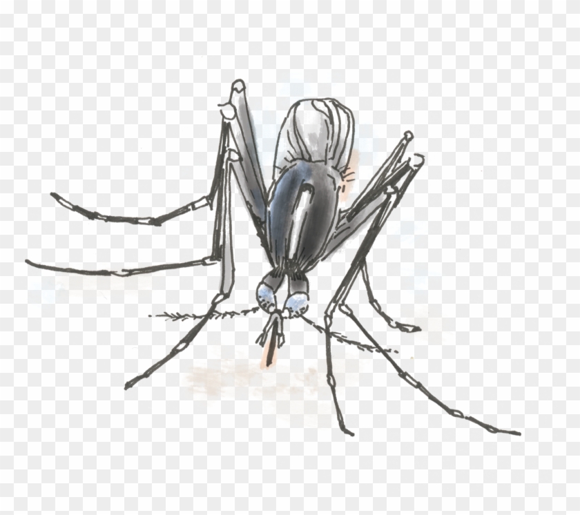 Could This Mosquito Clipart #2532826