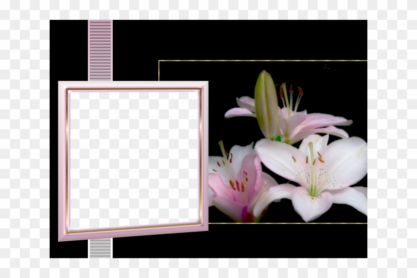 Or - Stargazer Lily Clipart