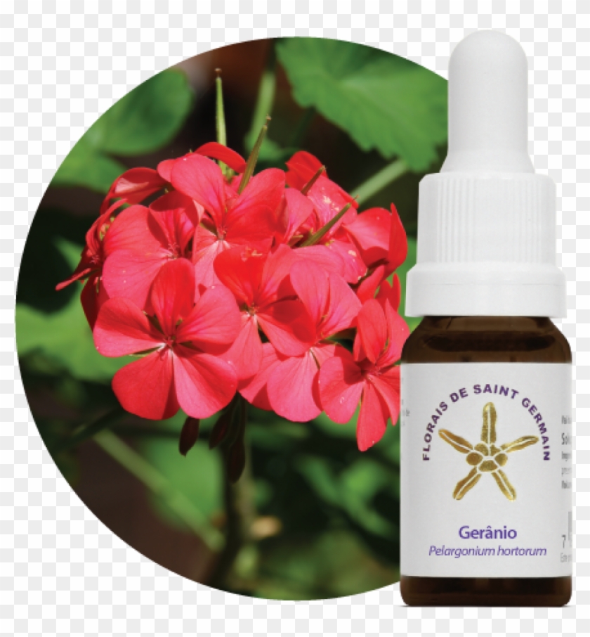 Essência Floral Estoque Clipart #2533533