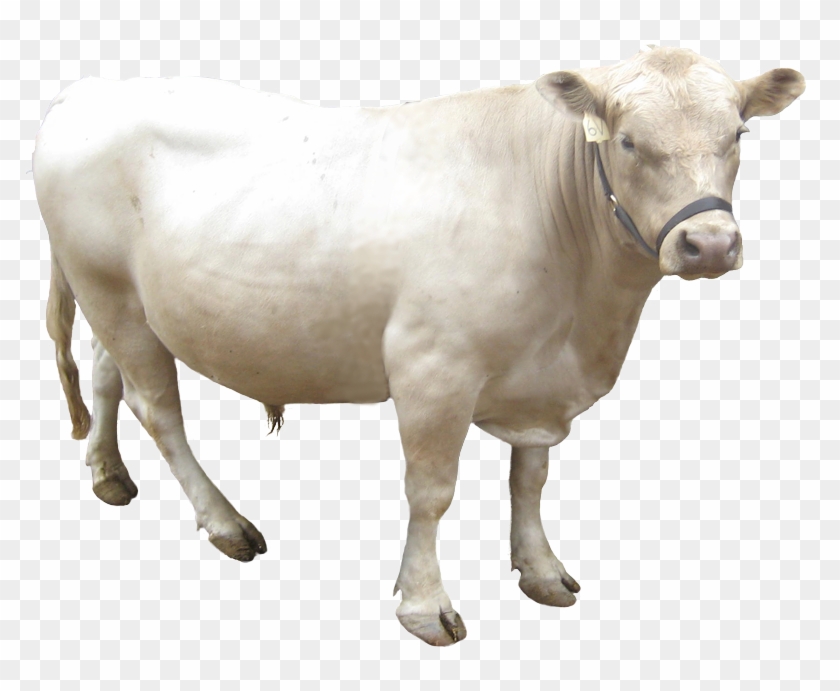 About Our Cattle - Dairy Cow Clipart #2533690