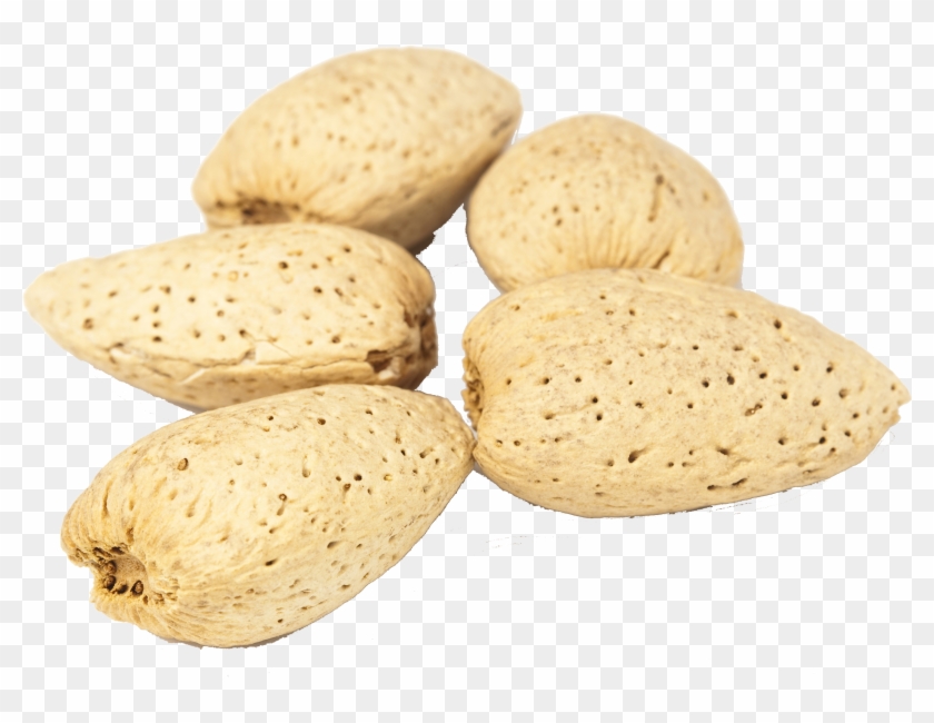 Almonds Png Free Commercial Use Image - Marine Invertebrates Clipart