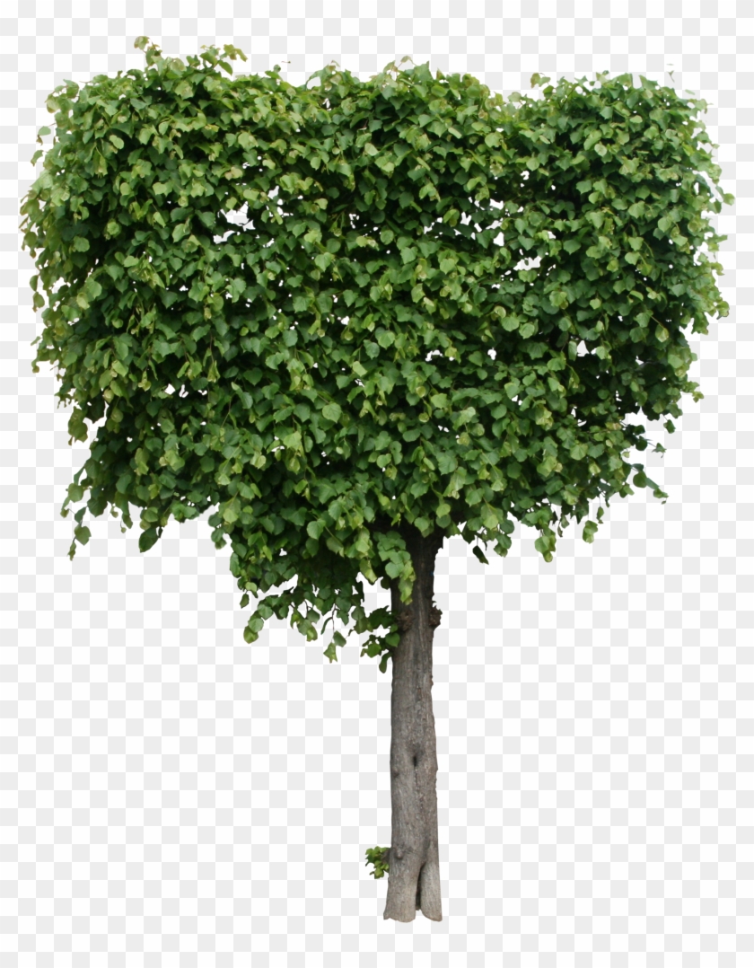 Clip Art Images - Tree Png High Quality Transparent Png #2534916