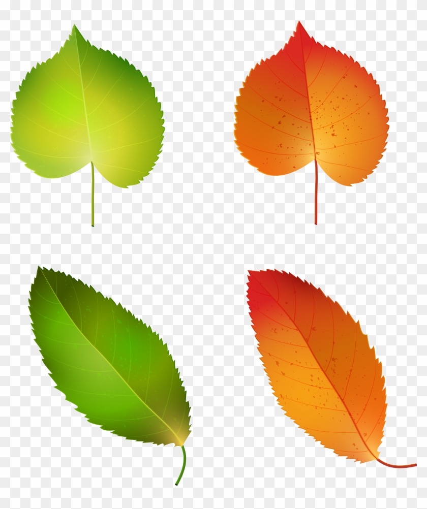 Leaves Png Image Gallery Yopriceville High View - Slippery Elm Clipart