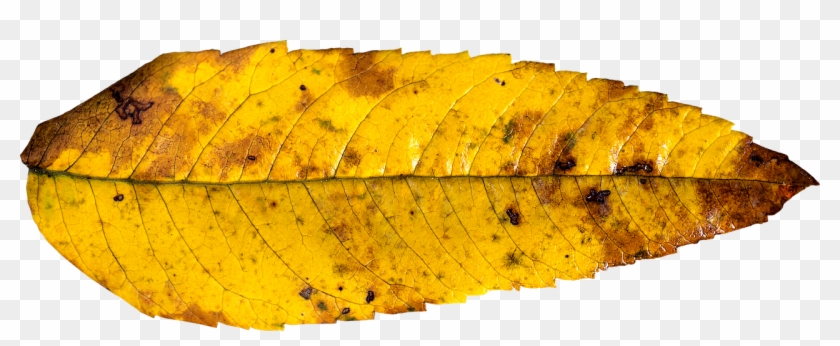 Leaf Autumn Fall Autumn Leaf Png Image - Fall Leaf Yellow Clipart #2535446