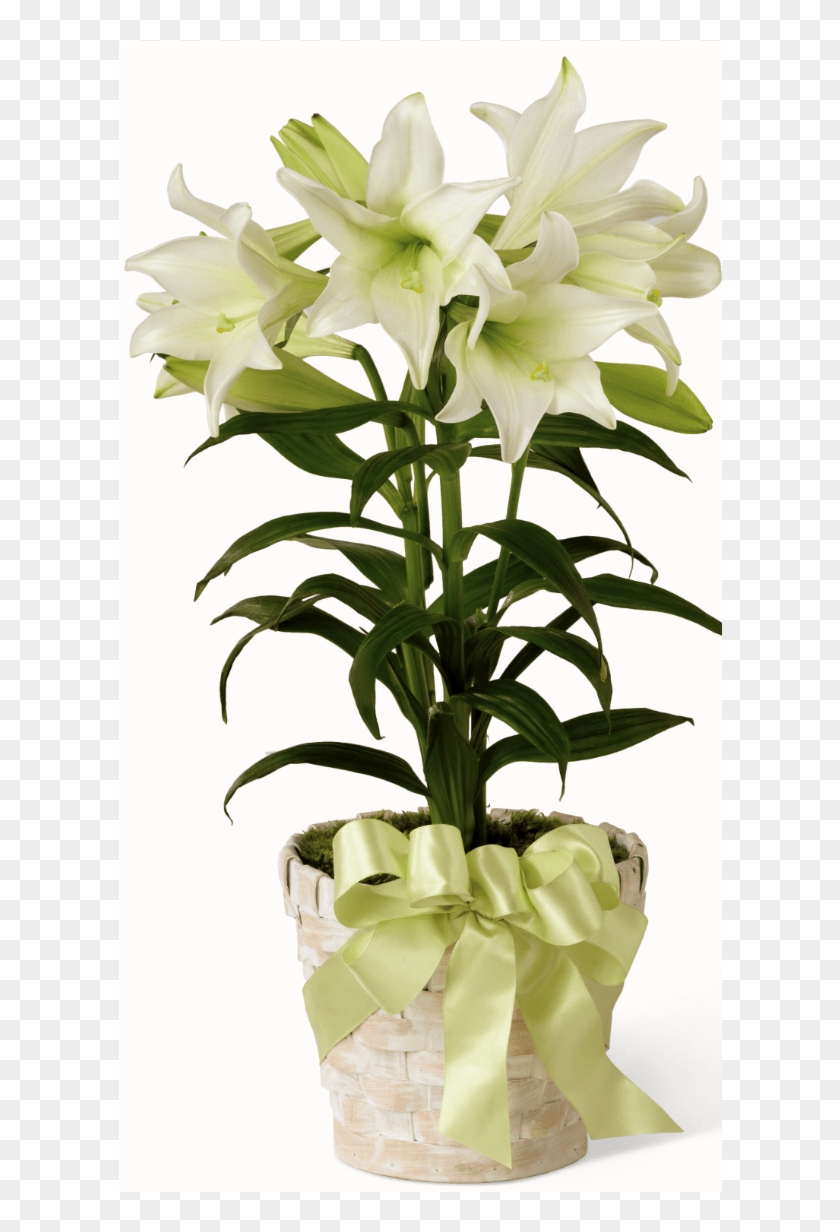Easter Lily Plant - White Easter Lily Plant Clipart #2536440