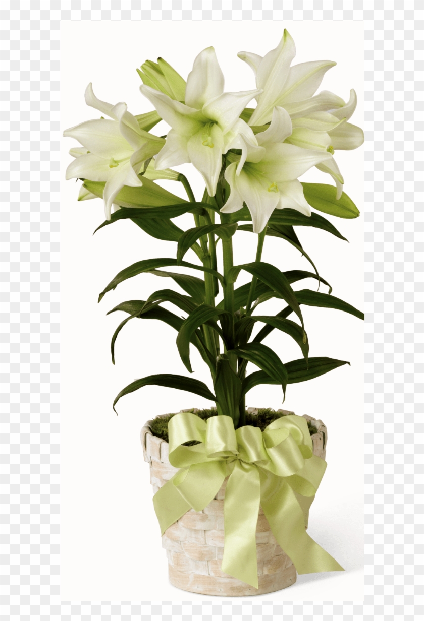 Easter Lily Plant - White Easter Lily Plant Clipart