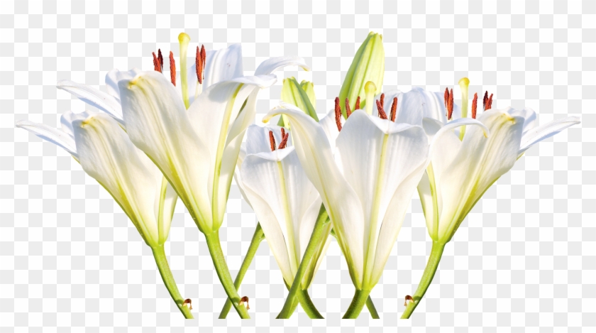Null - Clipart White Lilies No Background - Png Download