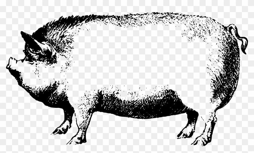 Pink Pig Clip Art - Boar Black And White Clipart - Png Download #2536621