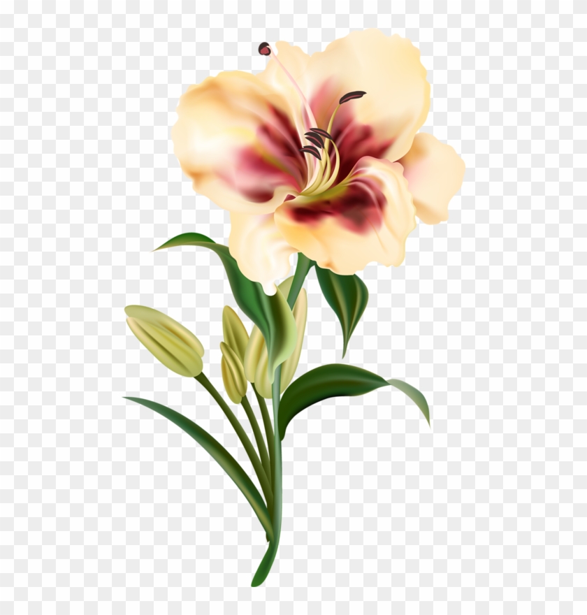 Lily Clipart Cut Flower - Flowers Drawing Png Transparent Png #2536676