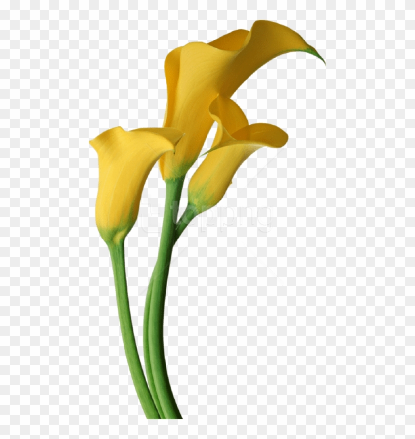 Free Png Yellow Transparent Calla Lilies Flowers Png - Yellow Calla Lily Png Clipart #2537852