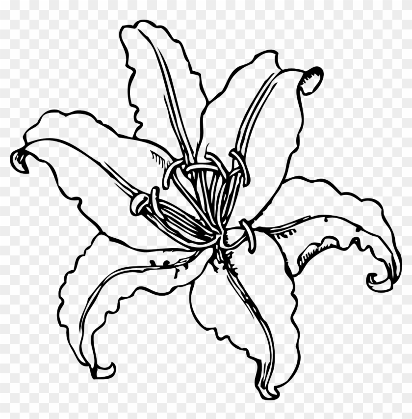 Tiger Lily Lily Flower Outline Png Image - Clipart Lily Transparent Png