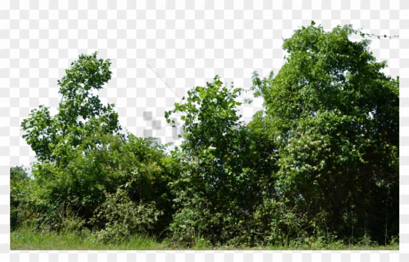 Trees Png Transparent Background - Row Of Trees Png Clipart #2537893