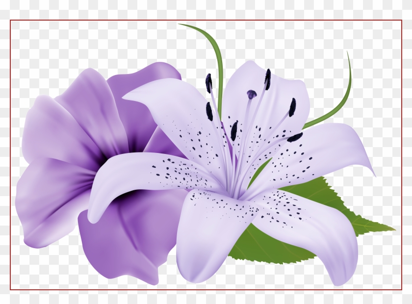 Free Star Lily Vector Transparent Stock - Transparent Background Lilies Png Clipart