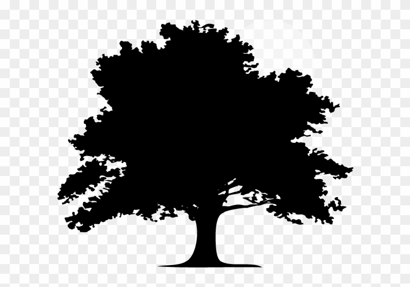 Oak Tree Silhouette Png Silhouette Clipart Pikpng