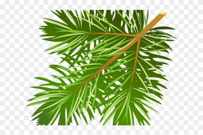 Pine Tree Clipart Leaf - Pine Tree Branch Clip Art - Png Download