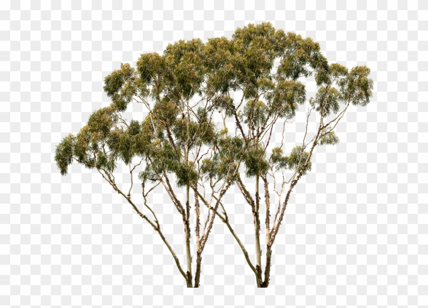 Pond Pine , Png Download - Png Australian Shrub Clipart #2539136