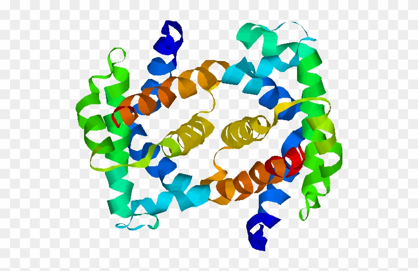 Fetal Hemoglobin - Fetal Hemoglobin Structure Clipart #2541124