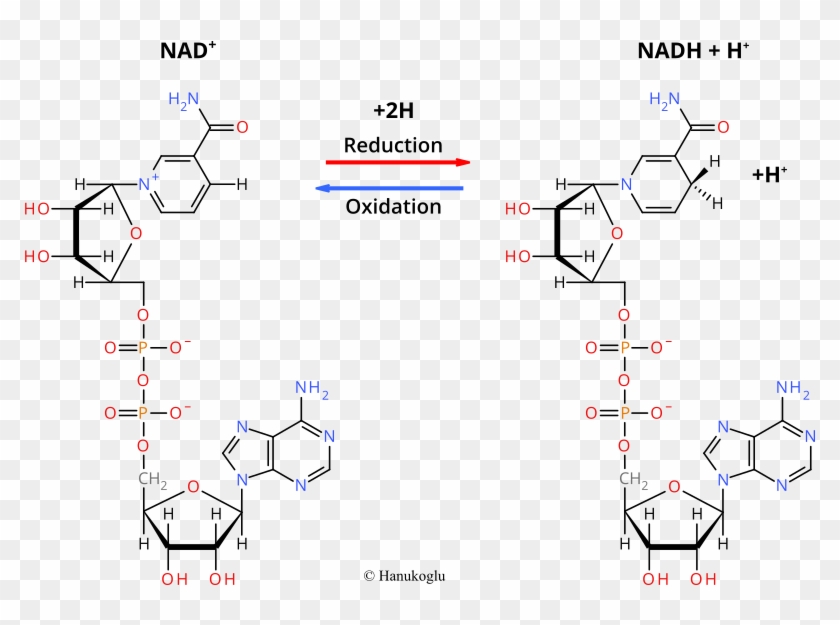 Nad Nadh Redox Reactions - D Fructosa Clipart