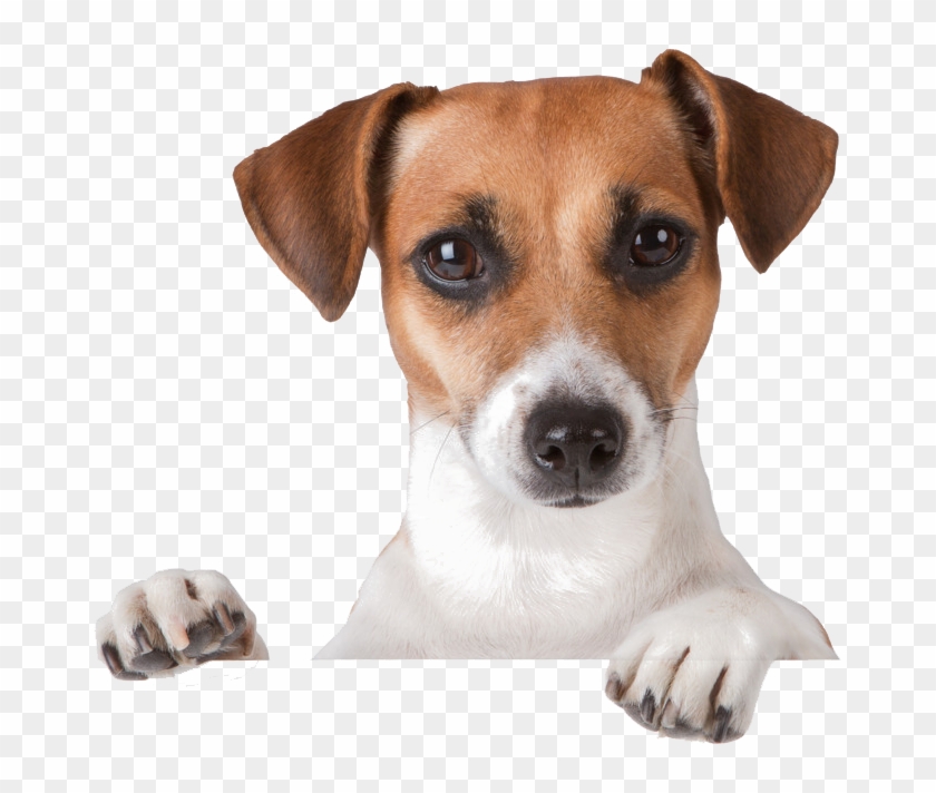 Sign In To Zamba Dogs - Dog Png Transparent Clipart #2543526