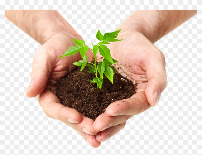 Soil In Hands Png - Plant In Hand Png Clipart