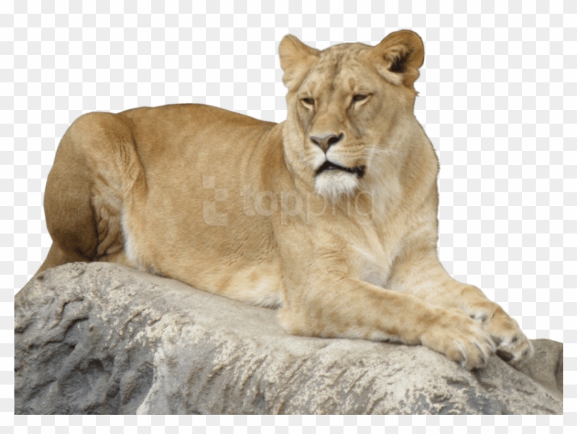 Free Png Lion Animal Png Images Transparent - Portable Network Graphics Clipart #2544624