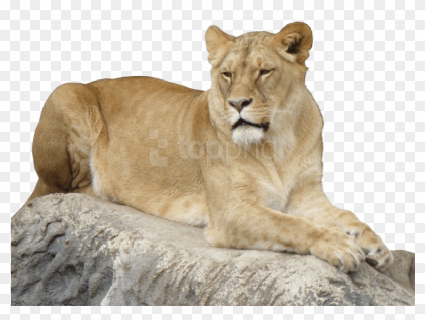 Free Png Lion Animal Png Images Transparent - Portable Network Graphics Clipart