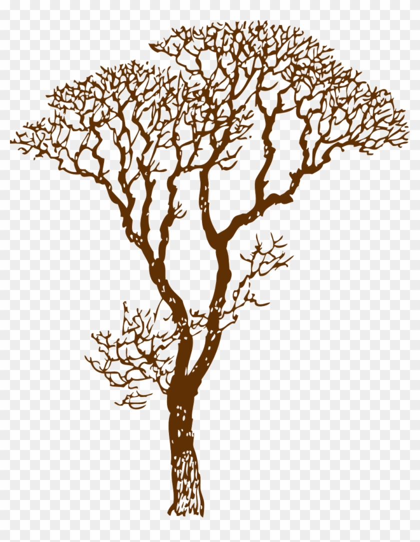 How To Draw A Tree, Stencil - Jungle Tree Clipart Black And White - Png Download