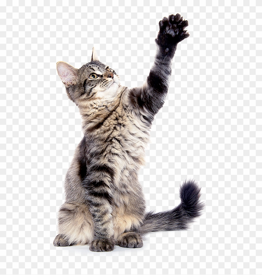 What Is Microchipping - Dragon Li Clipart #2547915