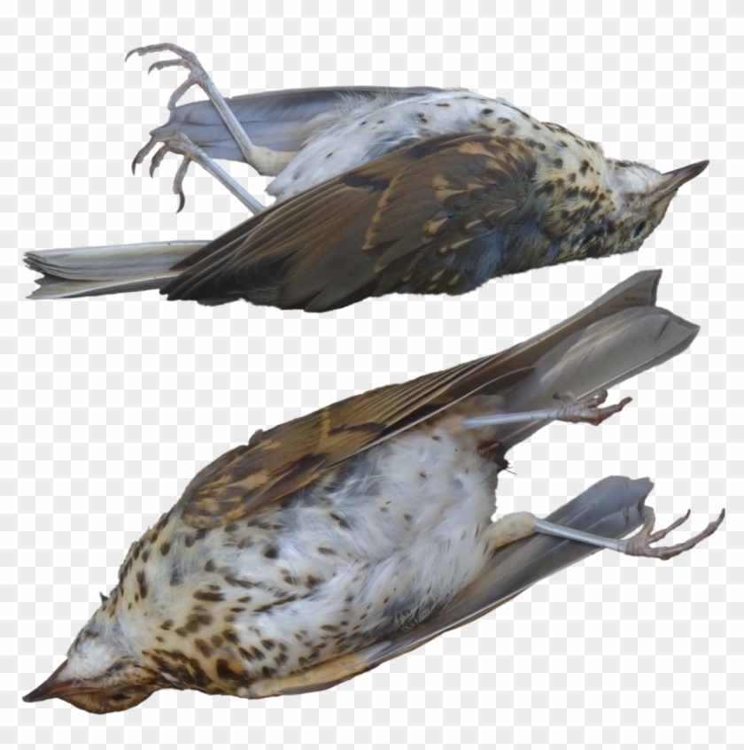 Clipart Graphics Illustrations - Dead Bird Transparent Background - Png Download #2548202