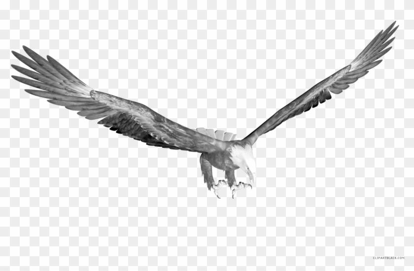 Clip Free Page Of Clipartblack Com Animal Free Black - Png Picsart Background Eagle Transparent Png