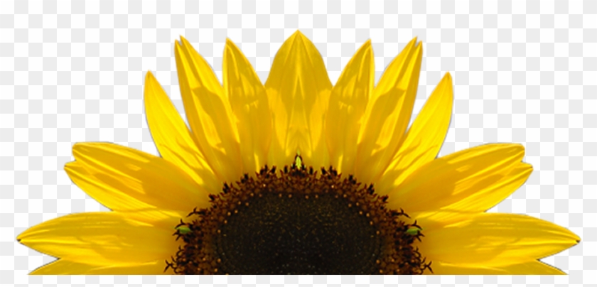 Sunflower Free Sunflower Clipart Half Pencil And In - Transparent Sunflower - Png Download