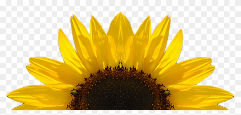 Sunflower Free Sunflower Clipart Half Pencil And In - Transparent Sunflower - Png Download #2550652